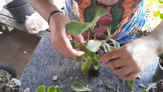 Reprodução por CAULES de #suculentas + retirada dos bebês смотреть онлайн