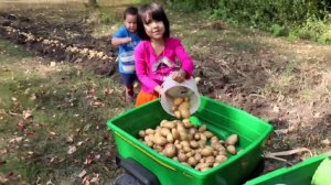 Budidaya Kentang Tanpa Bahan Kimia || Growing Chemical-Free Potatoes || Mengapa Kennebec ?