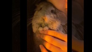 Поделюсь с вами хорошую музыку. Я наложил ее на своё фото #pets #шиншилла #chinchilla