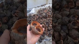 Промысел малюска рапан.Керченский пролив.