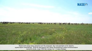 ПОЛУСТОЙЛОВОЕ СОДЕРЖАНИЕ МАРАЛОВ