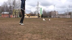 Папильон(папийон)