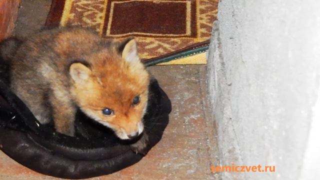🦊 #1 Лисёнок в доме. Первые дни на даче