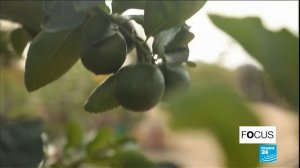 In Senegal, a master of permaculture grows a lush oasis in the desert