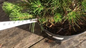 Новинки в сад ? Сосна горная Пумилио