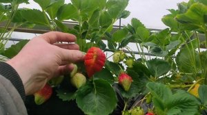 1 мая 2022, малообъёмка клубника, Клери, Азия, Кабрила