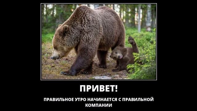 Веселые картинки. Приколы про медведей. смотреть онлайн