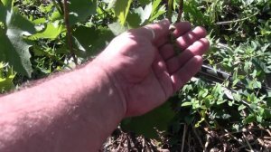 молодой  куст винограда изумление посадки осень 16г