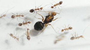 Anoplolepis gracilipes НОВЫЕ МУРАВЬИ В КОЛЛЕКЦИИ