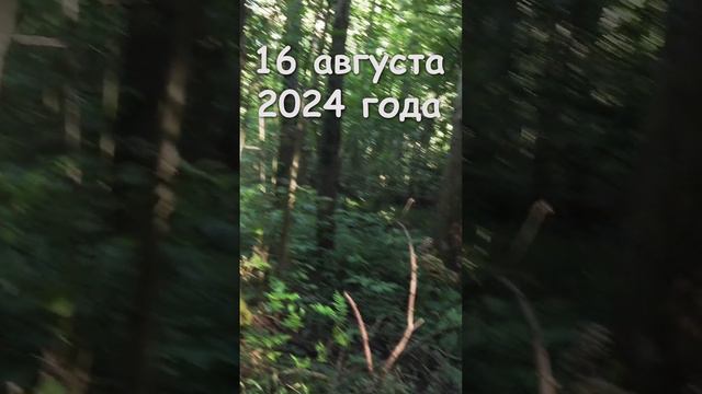 Осенние опята в августе. 16.08.24. смотреть онлайн