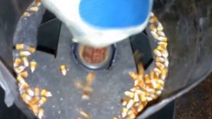 Прибор для очистки початков кукурузы от зерна