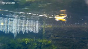 Воблер OSP Yamato. Подводная съемка. Underwater