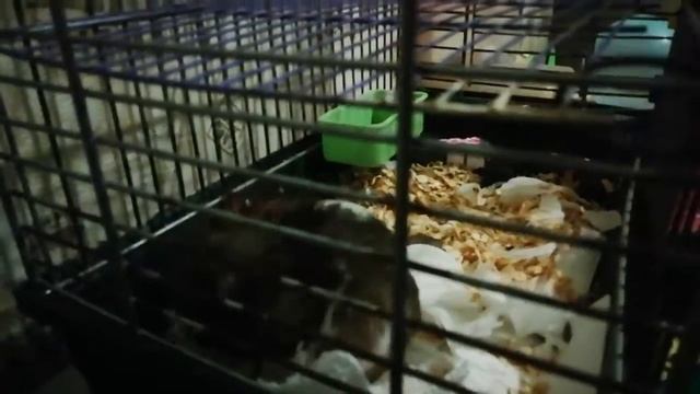 хомячиха готовится к родом ... делает где спать