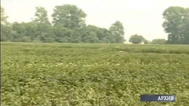 В Новосибирске создали новый сорт картофеля смотреть онлайн