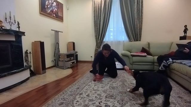 ИГРА с переключением. Игрушка - игрушка. Дастин, энтлебухер зенненхунд, 6 м. смотреть онлайн