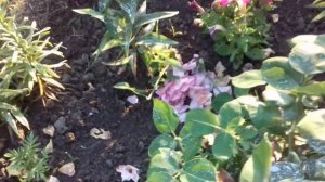 ОТЦВЕЛА РОЗА.ЧТО ДЕЛАТЬ ДАЛЬШЕ?УХОД ДЛЯ ПОВТОРНОГО ЦВЕТЕНИЯ.