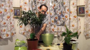 Перевалка цитрусовых. Быстро и легко