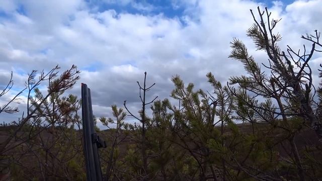 ? ЛУЧШИЕ МОМЕНТЫ С ОХОТЫ НА ГУСЯ И УТКУ .ТОЛЬКО ВЫСТРЕЛЫ. CZ mallard смотреть онлайн