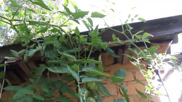 2 Октября 2022 года. Завершение помидорного сезона для высокорослых сортов! смотреть онлайн