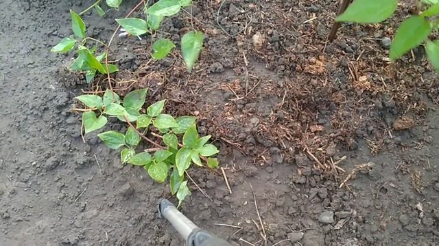 РАЗМНОЖЕНИЕ КЛЕМАТИСА ) ОЧЕНЬ ПРОСТО И ЛЕГКО! ??? смотреть онлайн