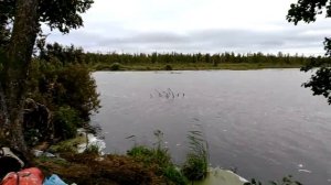 Заболотское охота 2016 год.