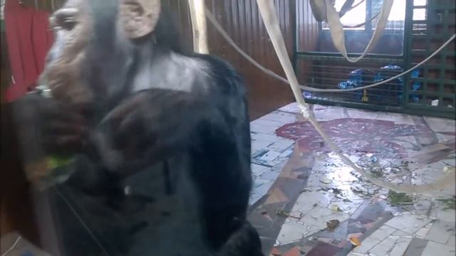 ОЧЕНЬ УМНАЯ ШИМПАНЗЕ В ЗООПАРКЕ!