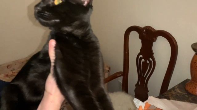 У нас гости. Привезли диван. Завалили продуктами. смотреть онлайн