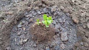 ???Весенняя пересадка/посадка метельчатой гортензии ЛЕВАНА?#гортензияметельчатая #гортензияЛевана