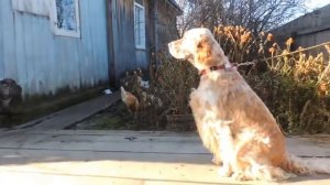 Подойдите ближе бандерлоги