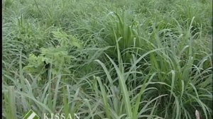 Cultivation of Fodder Crops