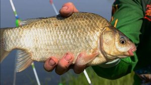 ? КАК ПОЙМАТЬ КАРАСЯ? НА ЧТО, ГДЕ И КАК ЛОВИТЬ?