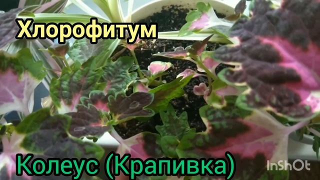 какие растения можно выращивать дома в одном горшке.  Совместимость растений