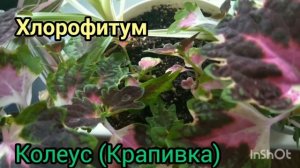 какие растения можно выращивать дома в одном горшке. Совместимость растений