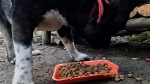 7 Days Solo Camping In Rain, Building Warm Bushcraft Survival Shelter, Craft Skills, Cooking part 3