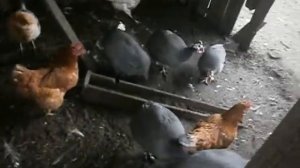 разведение цесарок-какие они стали