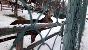 Зоопарк "Орто Дойду" зимой. "Ortho Doydu"