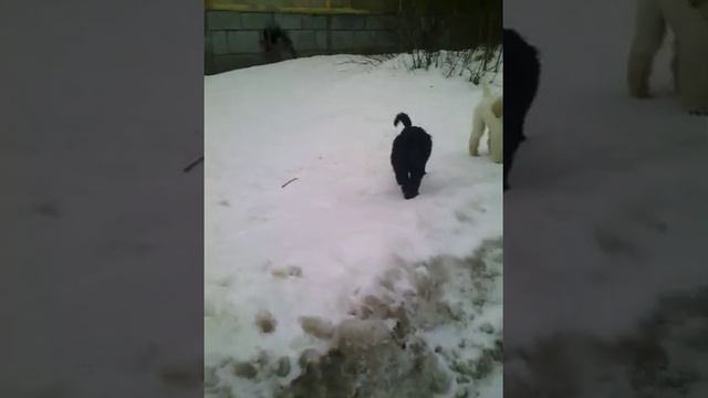 Щенки королевского пуделя Ярославль Франческа Чаровница* МорошкаС Хартбрейкер (др25.11.15 Р) смотреть онлайн