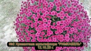 №2 Хризантема мультифлора РИМКАБЕЛЬ 12 10 23 г