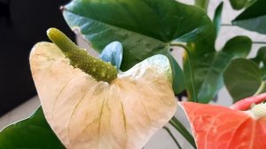 АНТУРИУМ. Коллекция редких антуриумов #5. Антуриумы Sweet Queen, Prince of Orange и Beliza