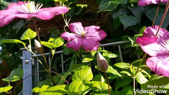AUTUMN GARDEN ROUNDS|HOW IS MY CLEMATIS🤔?|WHAT FLOWERS ARE BLOOMING IN MY GARDEN🌸🏵💮?|#dmmixvlogs смотреть онлайн