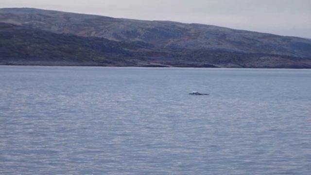 Териберка // Teriberka смотреть онлайн