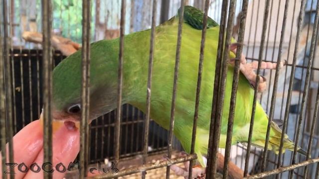 Сливоголовый попугай ест из рук. Птенчик. смотреть онлайн