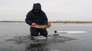 ЭТО КАКОЙ  ТО ЖОР! ЖЕРЛИЦЫ СРАБАТЫВАЮТ ОДНА ЗА ОДНОЙ! Рыбалка на жерлицы!