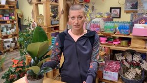 Фикус Хлоэ - необычный красавчик среди каучуконосных представителей семейства фикусов.