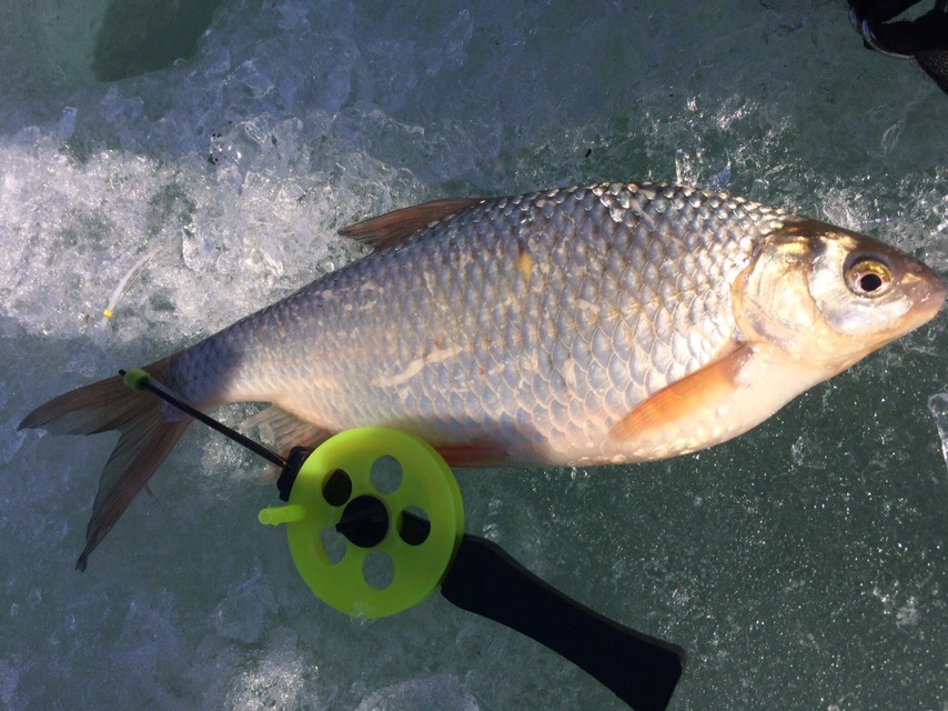 Весенний жор плотвы! Тонкости ловли на малой реке с течением. смотреть онлайн