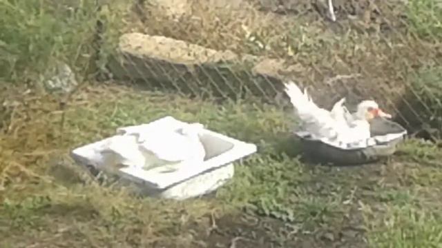 Домашние утки смотреть онлайн