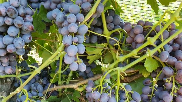 Подарок Несветая 2022 смотреть онлайн