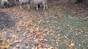 График охот и  покрытий , баран показал охоту у козы