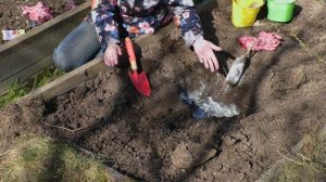 Как посадить черную смородину. Саженцы черной смородины.