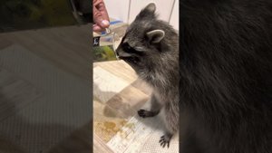 ТАК МИЛО! Енот Шурик пьёт свой утренний КОФЕ!